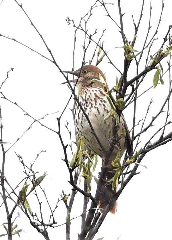 Brown Thrasher - ML564112301