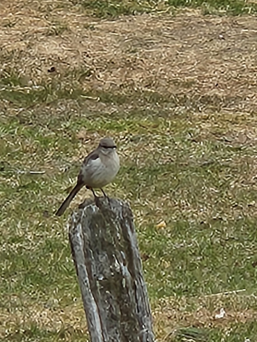 Northern Mockingbird - Kelly Watts