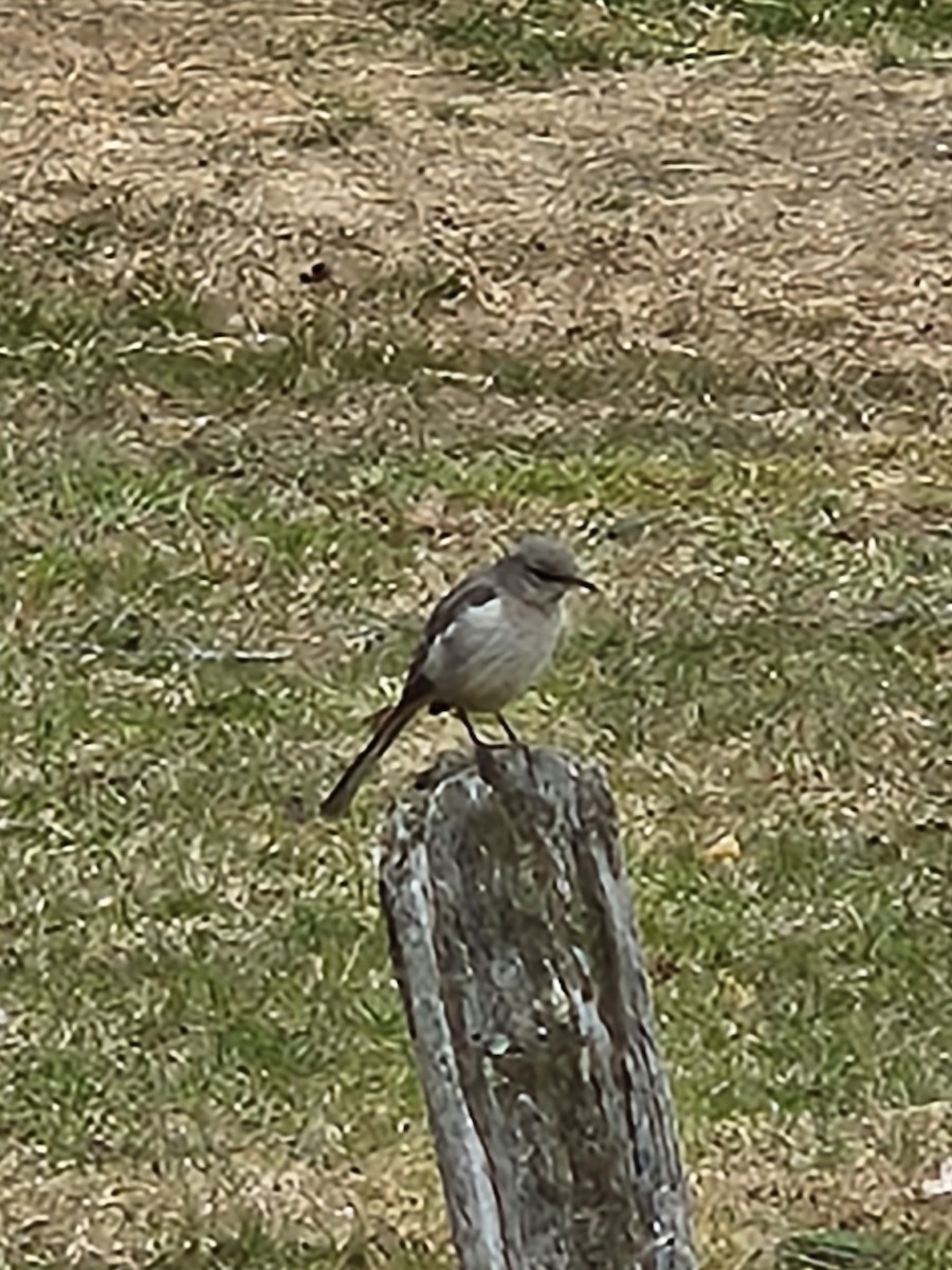 Northern Mockingbird - Kelly Watts