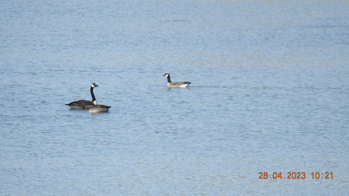 Cackling Goose - ML564116451