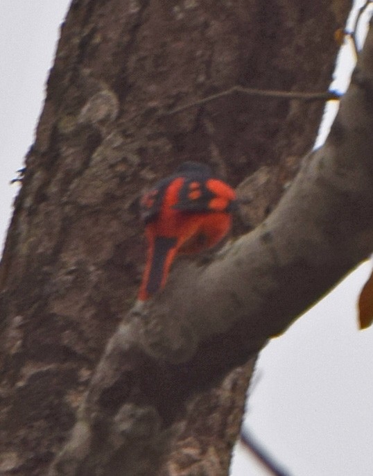 Scarlet Minivet - John Bruin