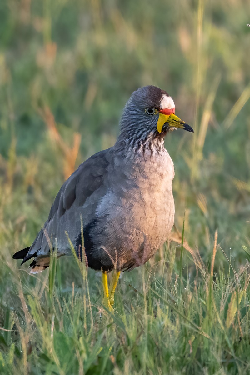 Wattled Lapwing - ML564119111