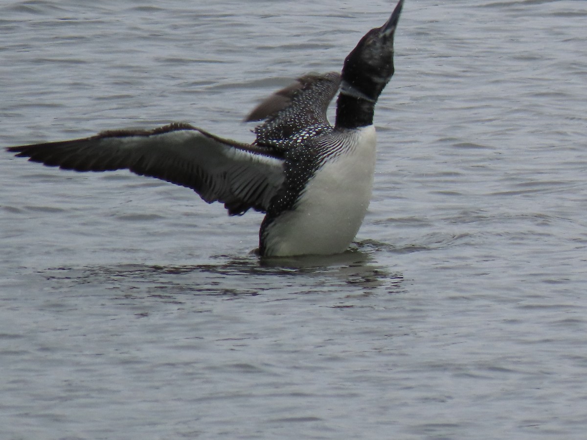 Common Loon - ML564120871