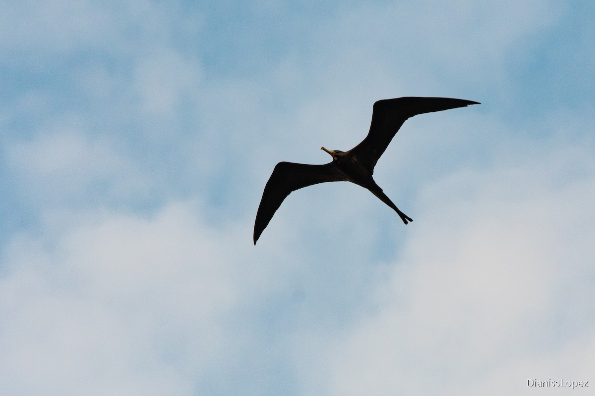 Magnificent Frigatebird - Diana López G