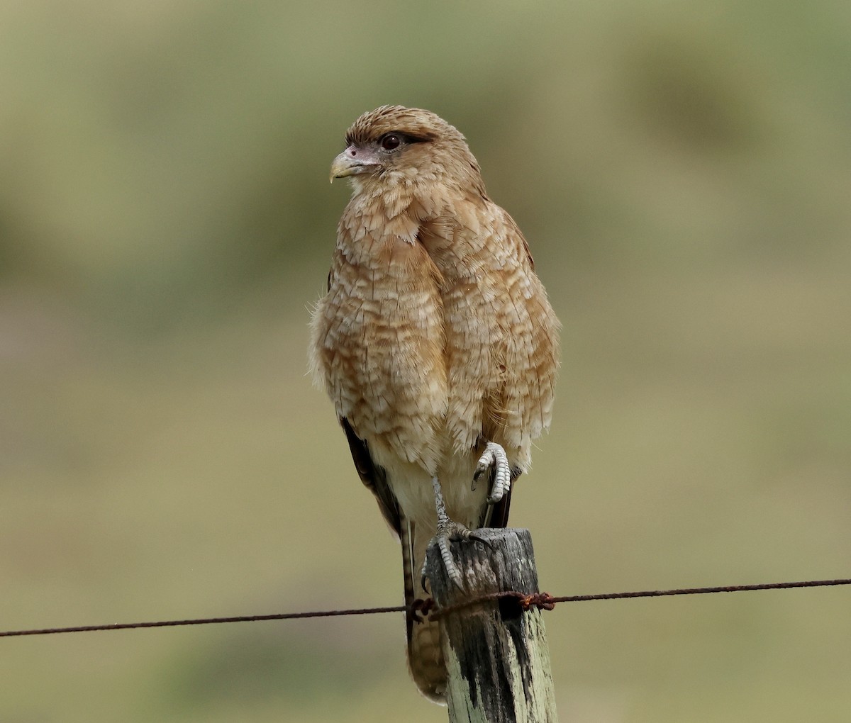 Chimango Caracara - ML564122401