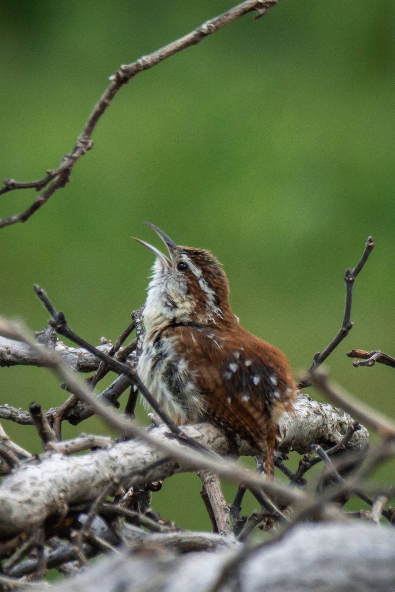 Carolina Wren - ML564124481