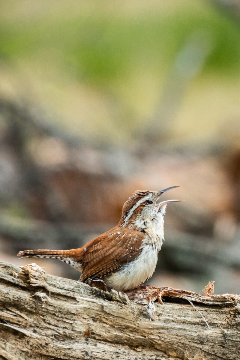 Carolina Wren - ML564124521