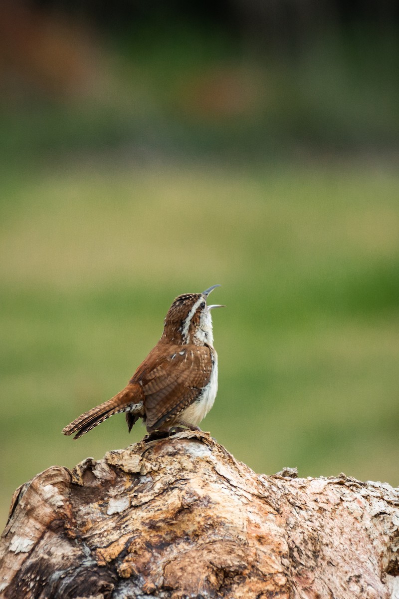 Carolina Wren - ML564124541