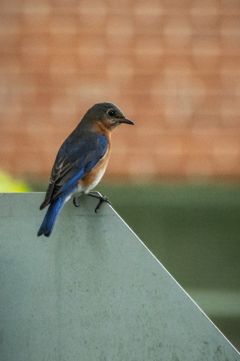 Eastern Bluebird - ML564124831