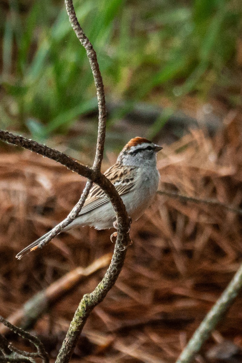 Chipping Sparrow - ML564124901