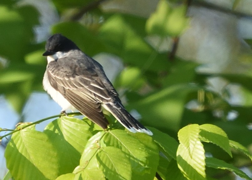 Eastern Kingbird - ML564125761