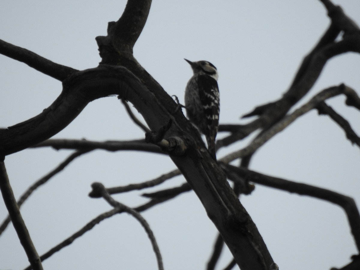 Lesser Spotted Woodpecker - ML564125791