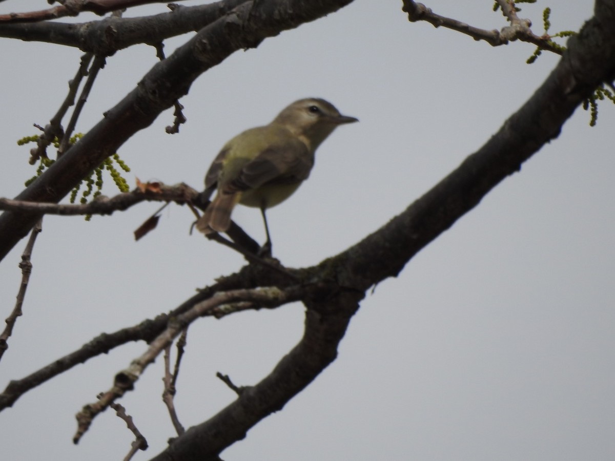 Sängervireo - ML564126051