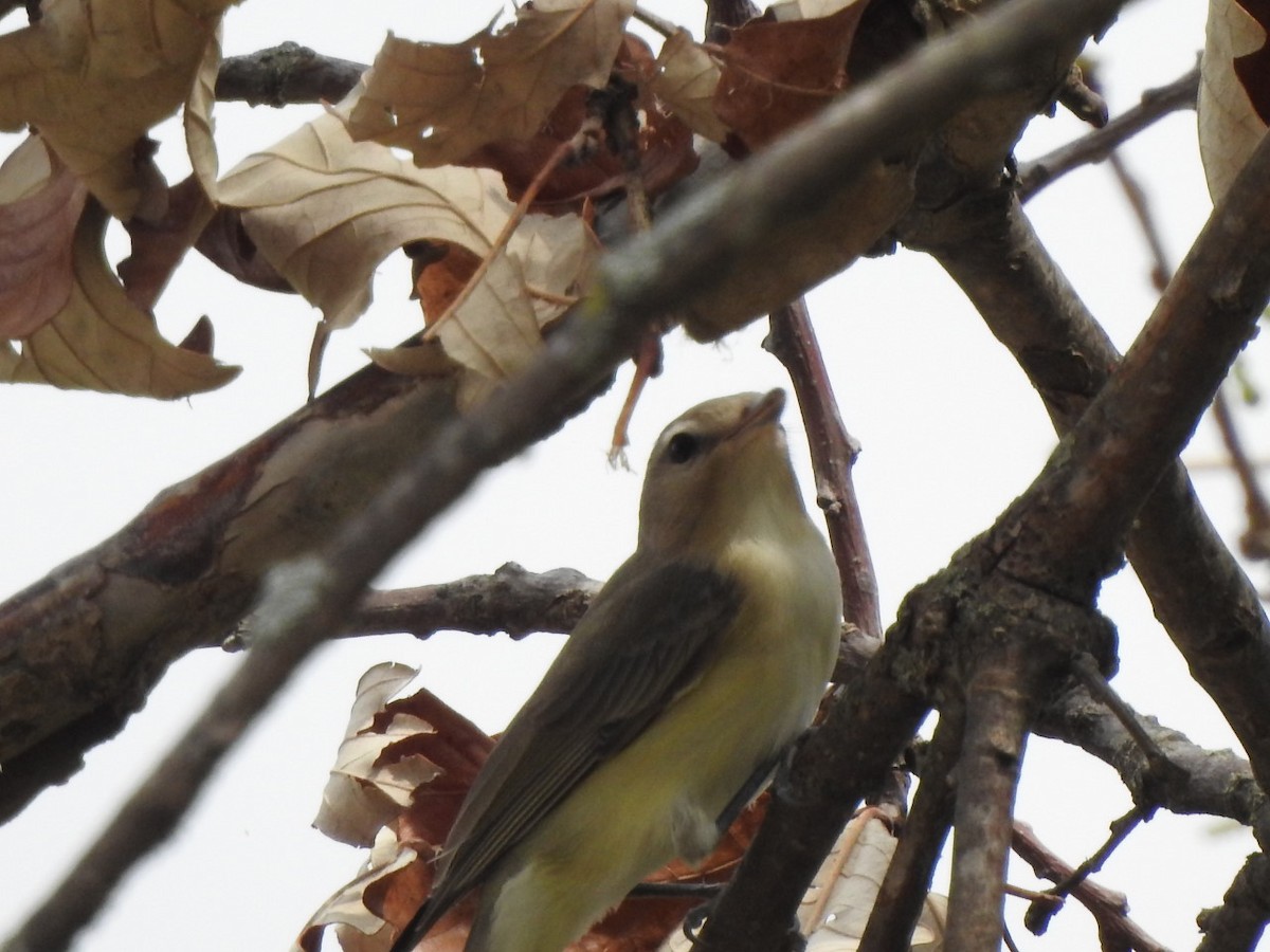 Sängervireo - ML564126141