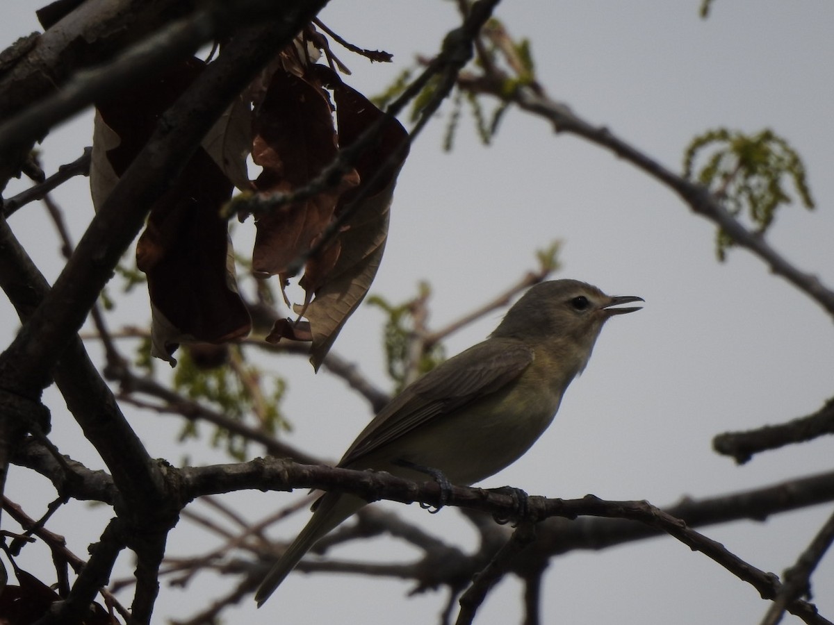 Eastern Warbling Vireo - ML564126251