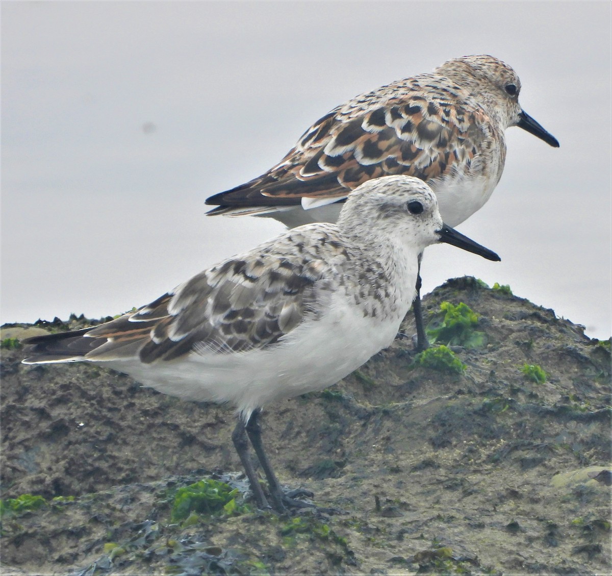 Bécasseau sanderling - ML564127091