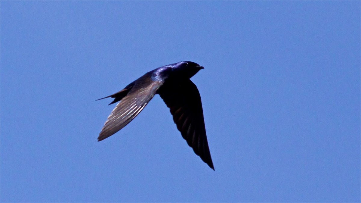 Purple Martin - Ed Harper