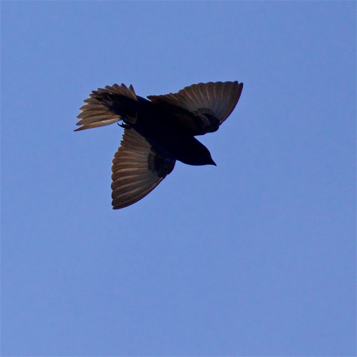 Purple Martin - Ed Harper