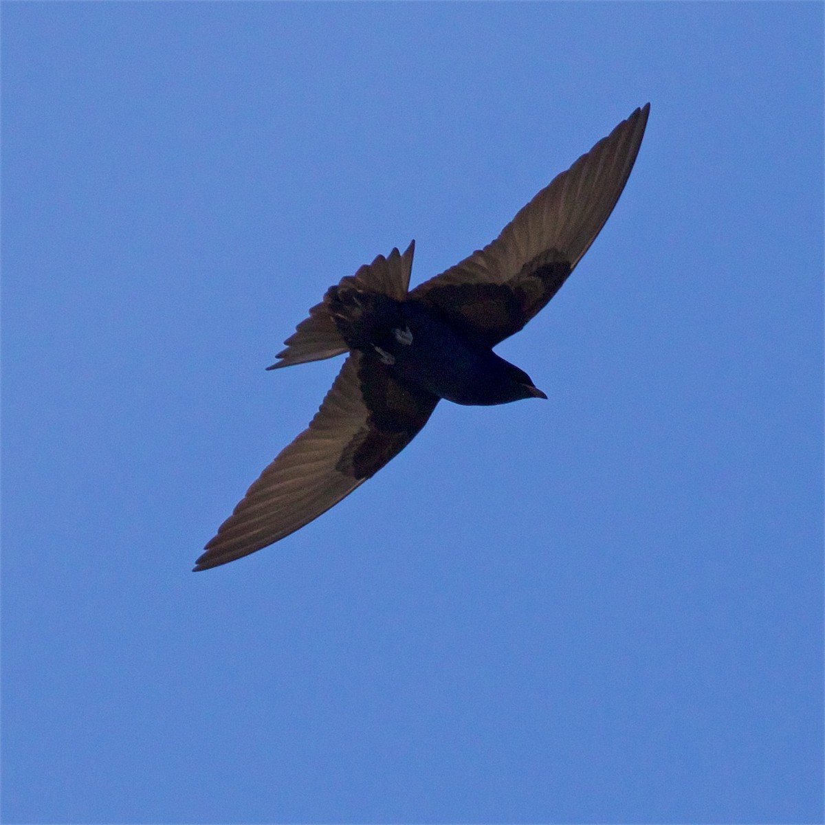 Purple Martin - Ed Harper