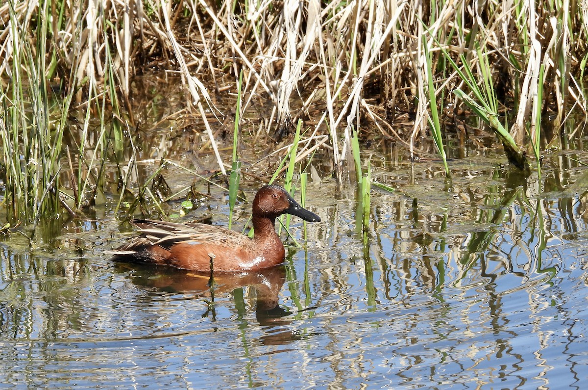 Cinnamon Teal - ML564127321