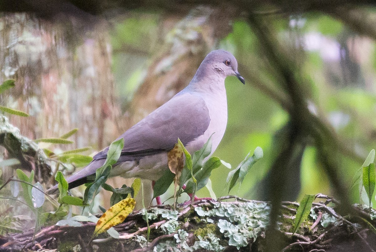 White-tipped Dove - ML564127631