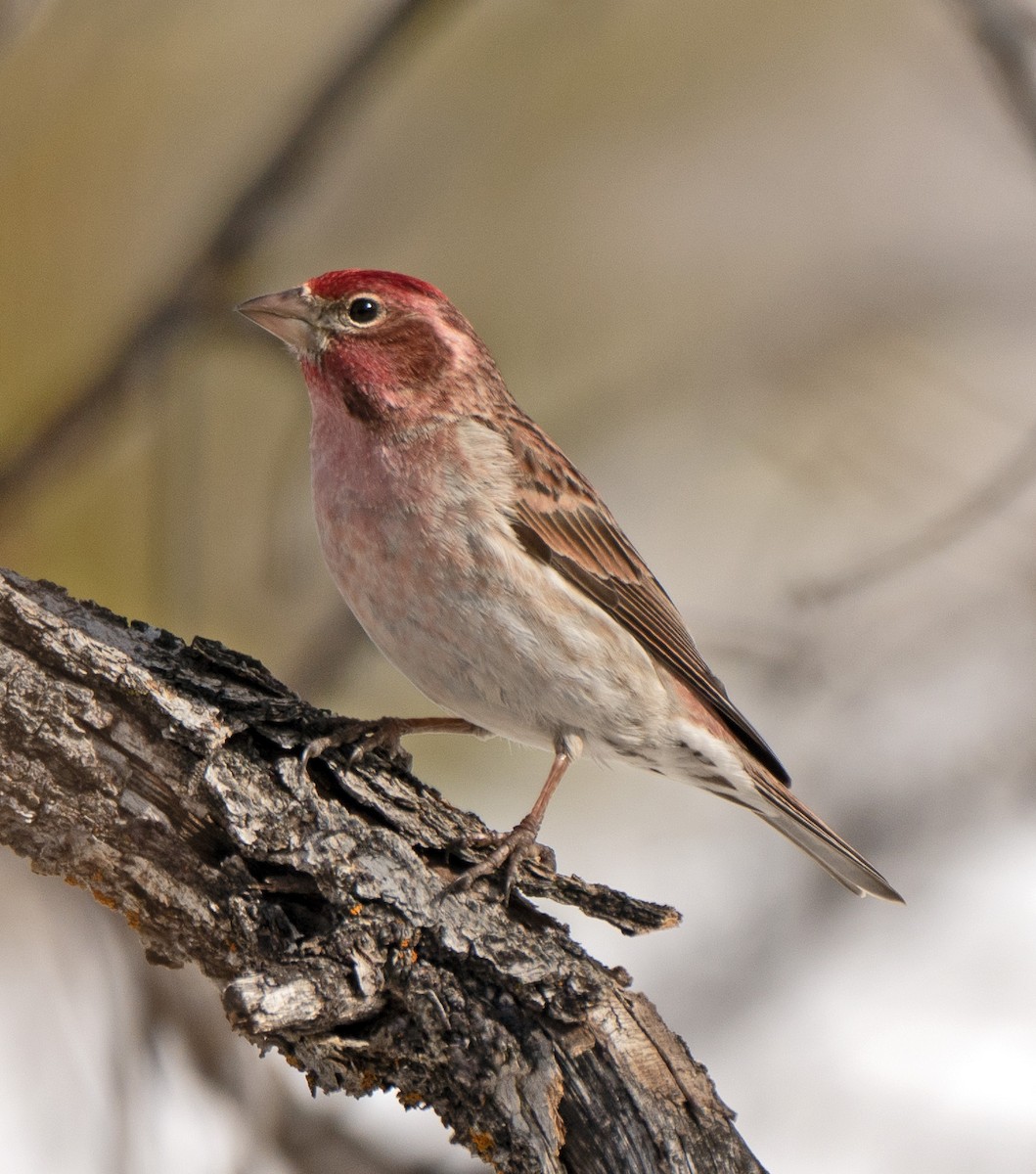 Cassin's Finch - ML564127661