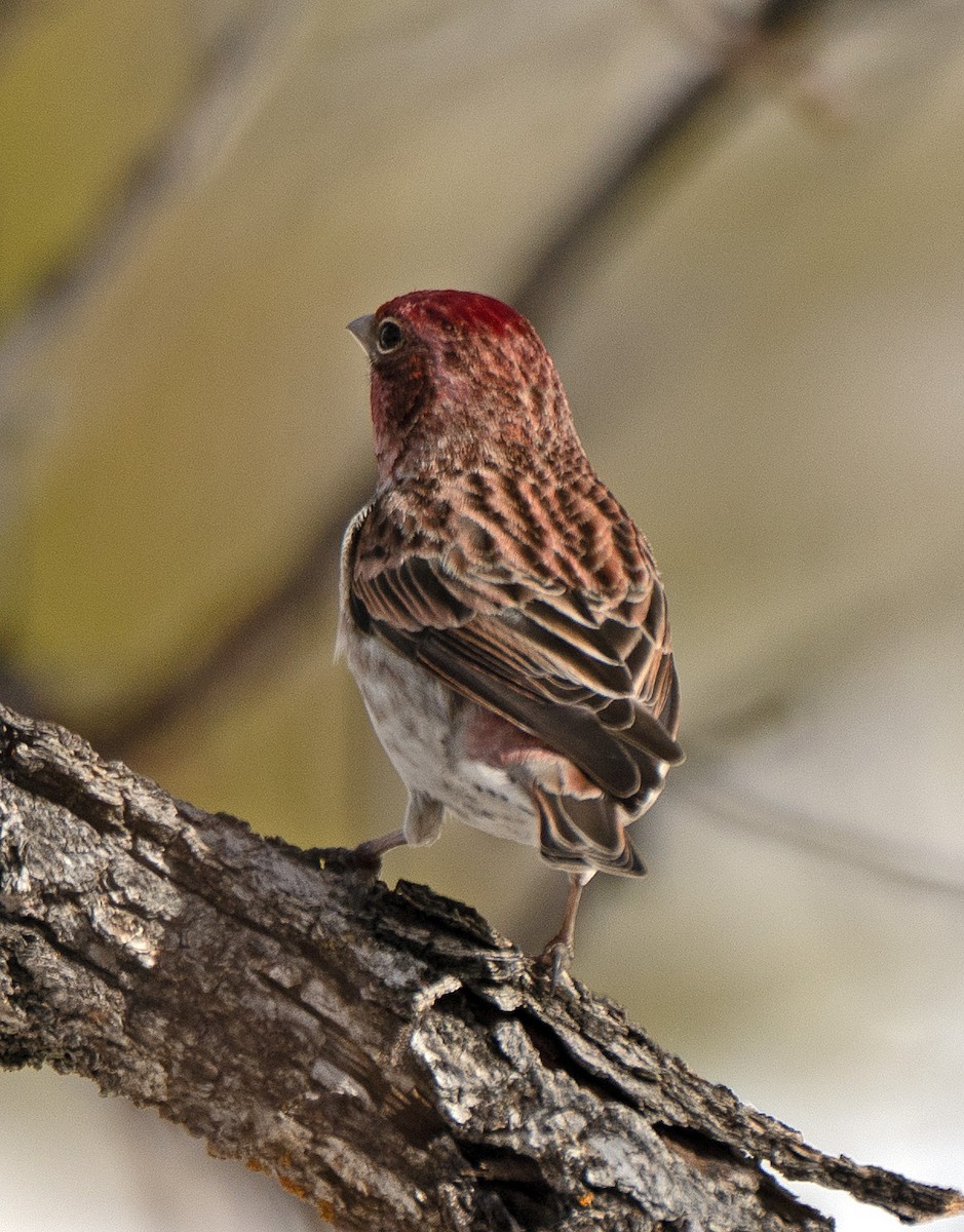 Cassin's Finch - ML564127681