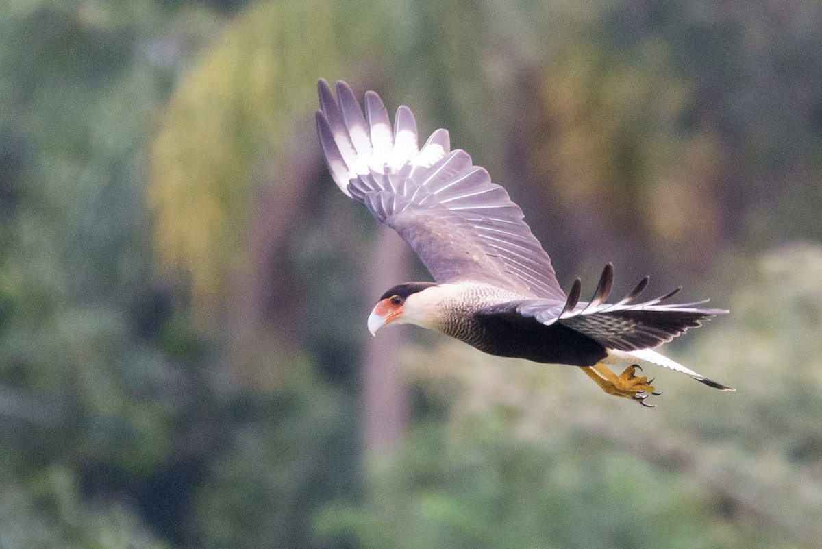Crested Caracara - vincent bosson