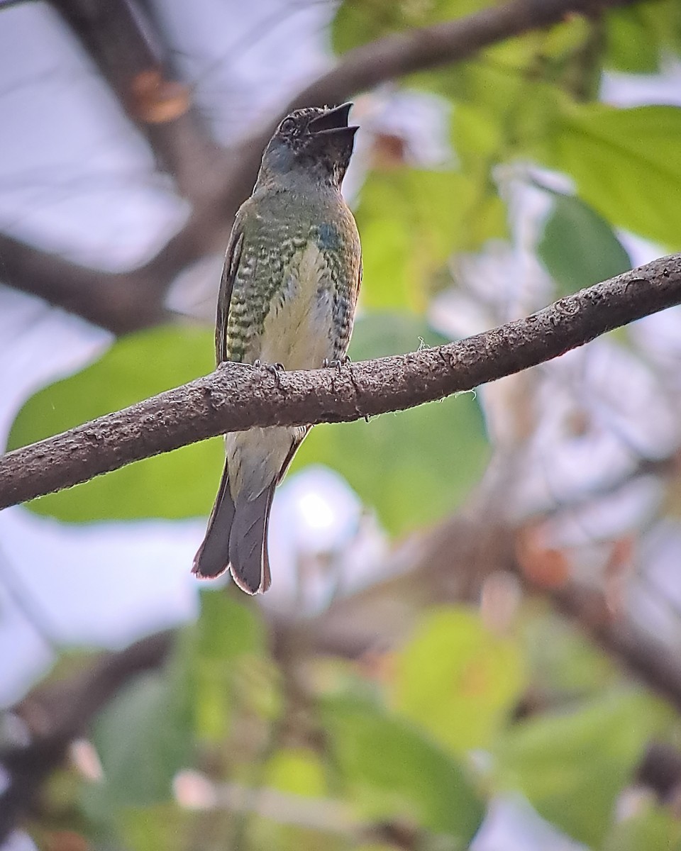 Swallow Tanager - Tino Sanchez