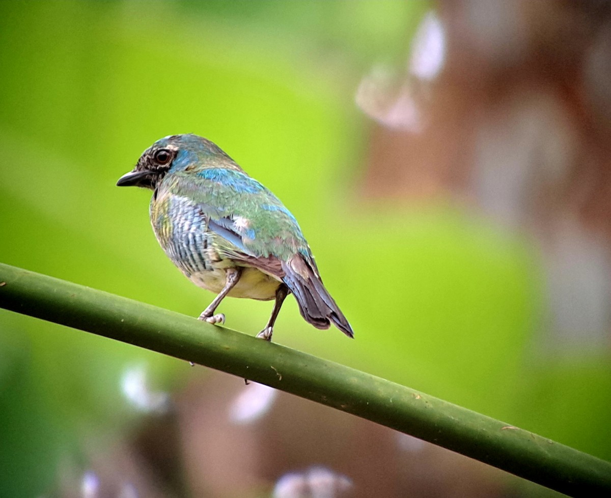 Swallow Tanager - Tino Sanchez