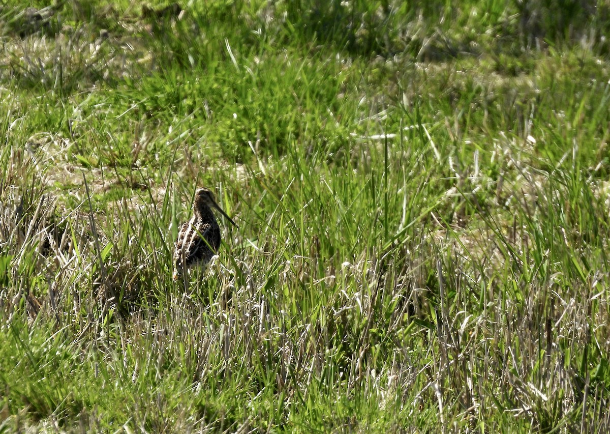 Wilson's Snipe - Everett Meyer