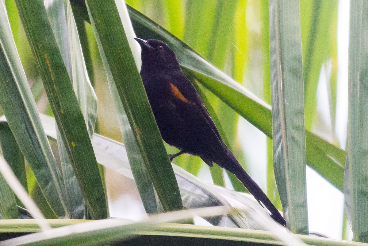 Variable Oriole - ML564128621