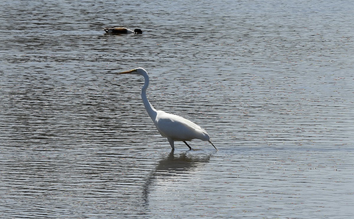 Great Egret - ML564128961