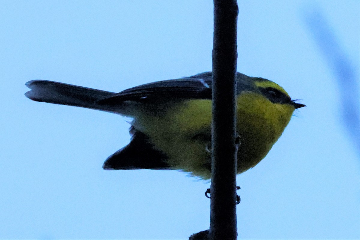 Yellow-bellied Fairy-Fantail - John Mills