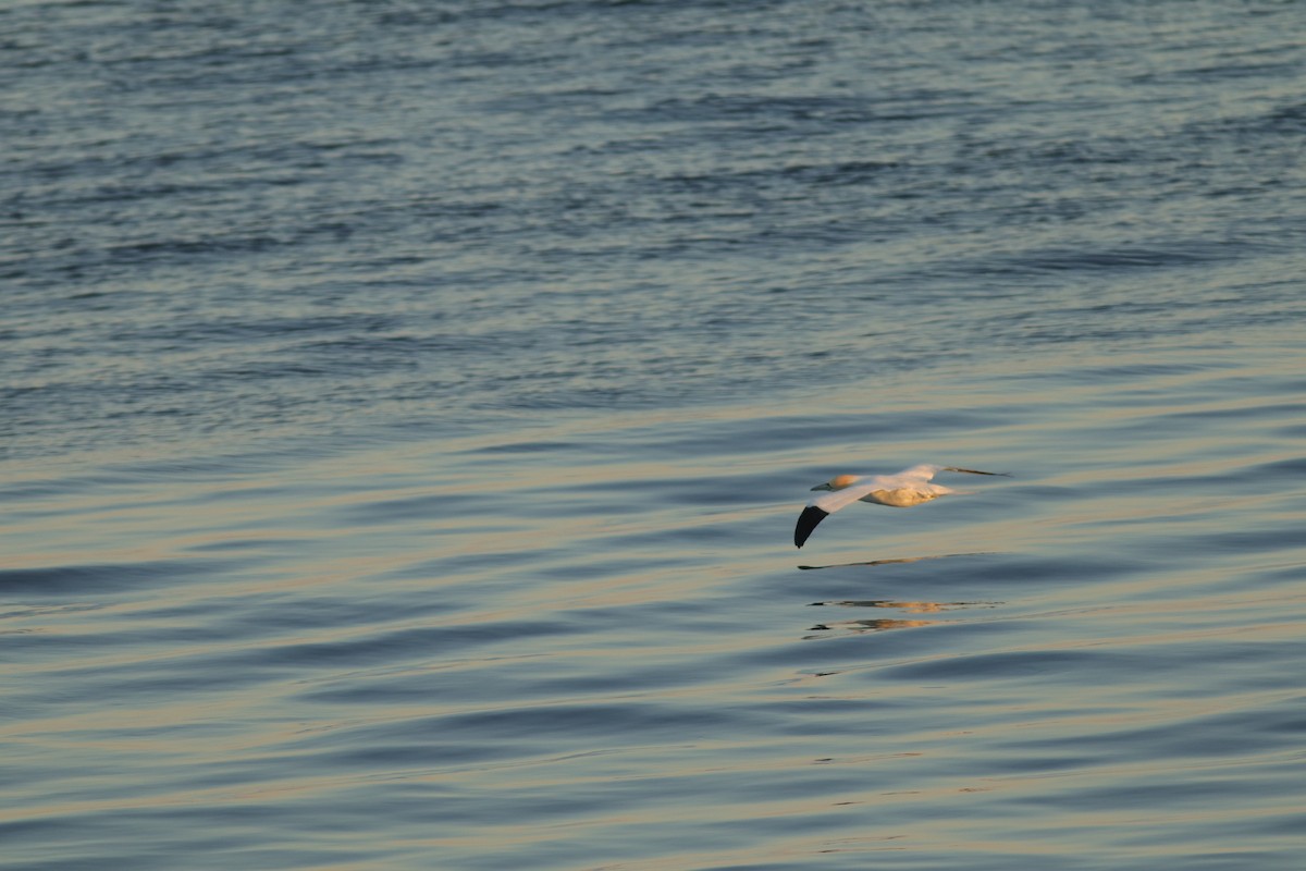 Northern Gannet - Jessé Roy-Drainville