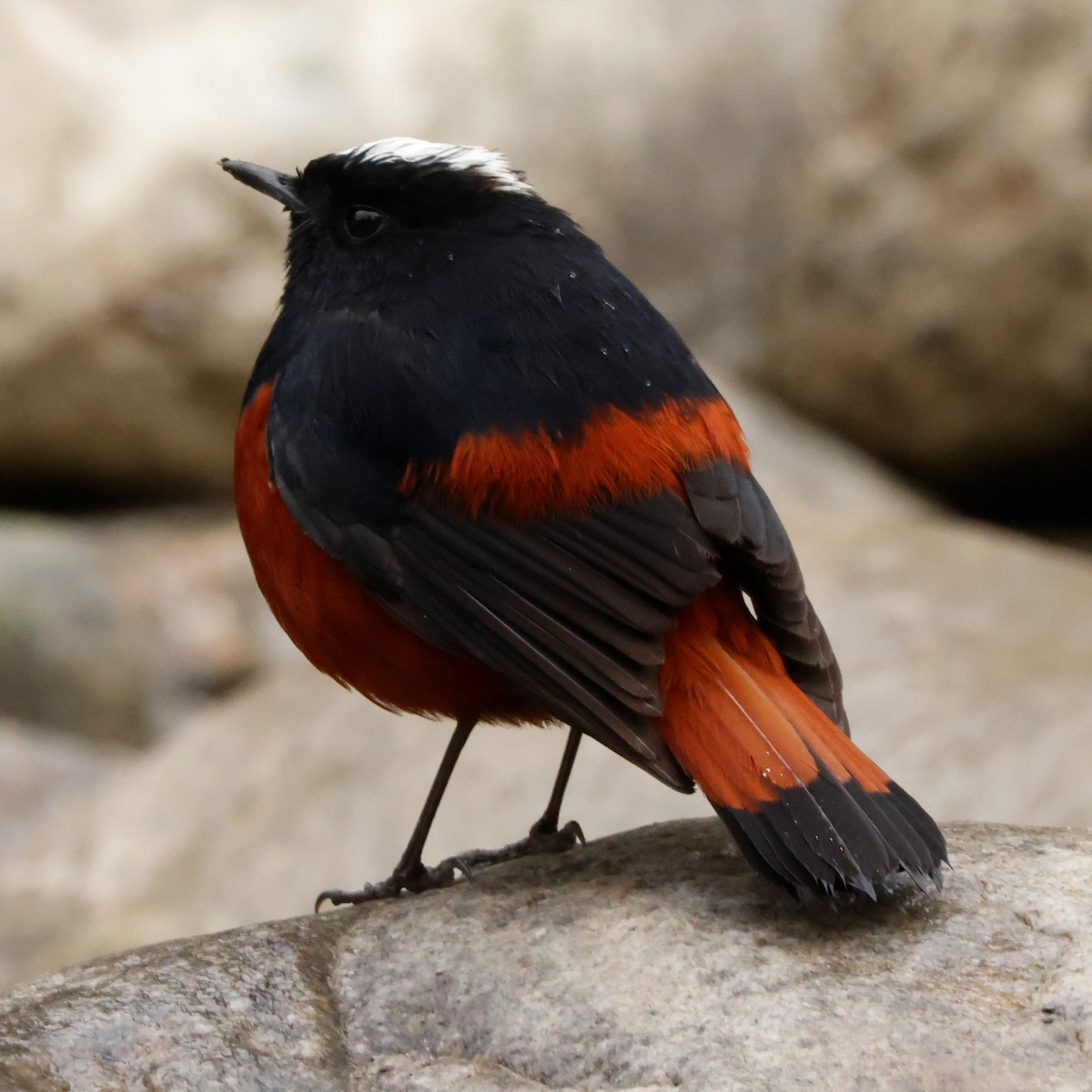 White-capped Redstart - John Mills