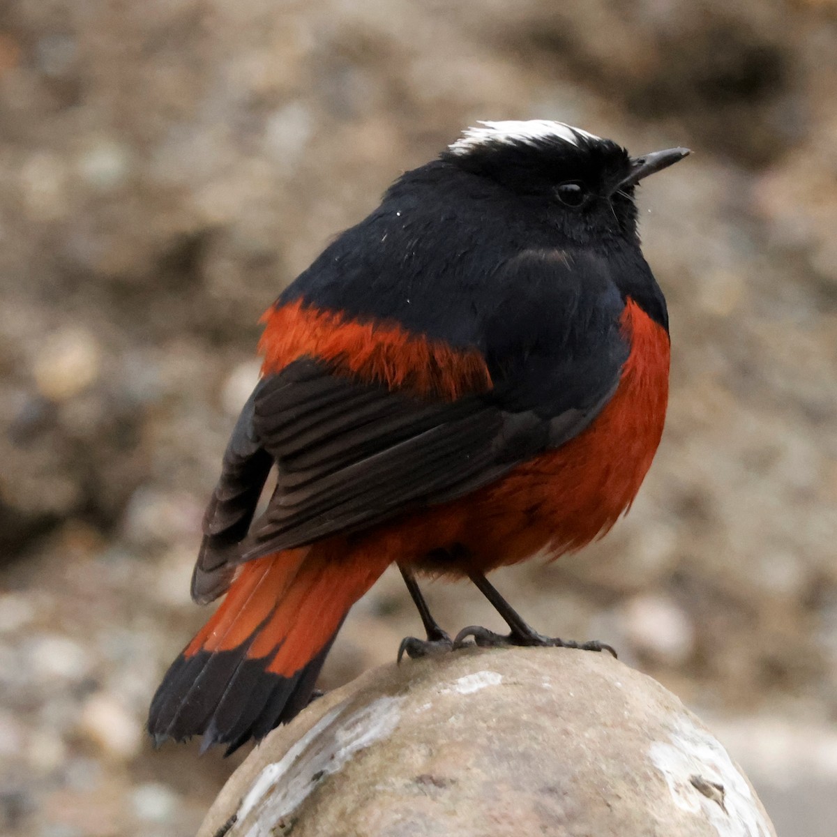 White-capped Redstart - John Mills