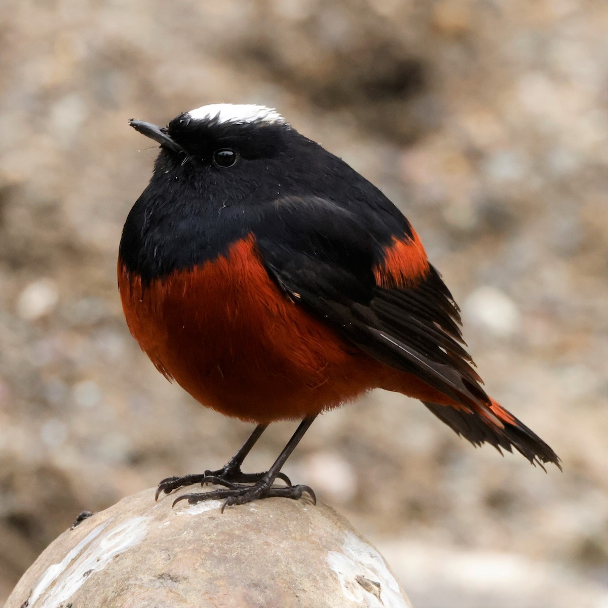 White-capped Redstart - John Mills