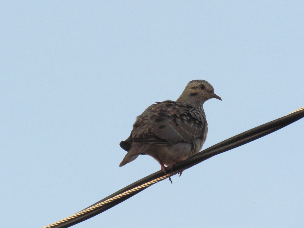 Eared Dove - ML564129871