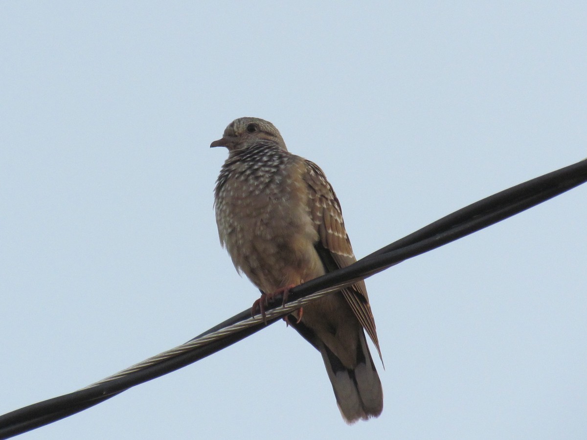 Eared Dove - ML564129881