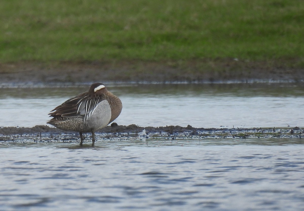 Garganey - ML564130561