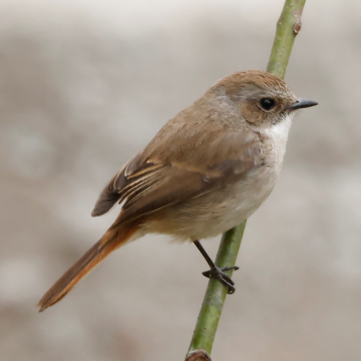 Gray Bushchat - John Mills