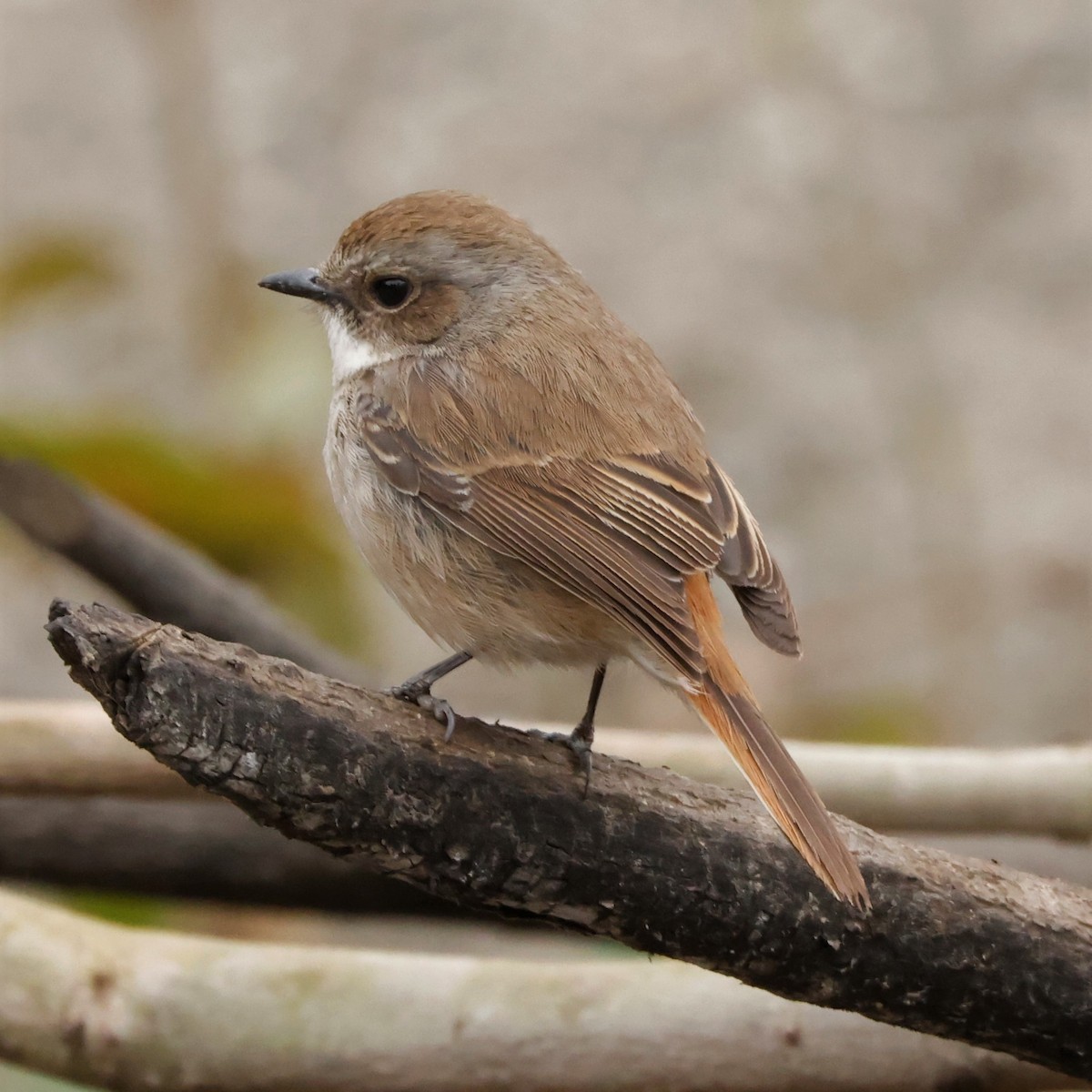 Gray Bushchat - ML564131361