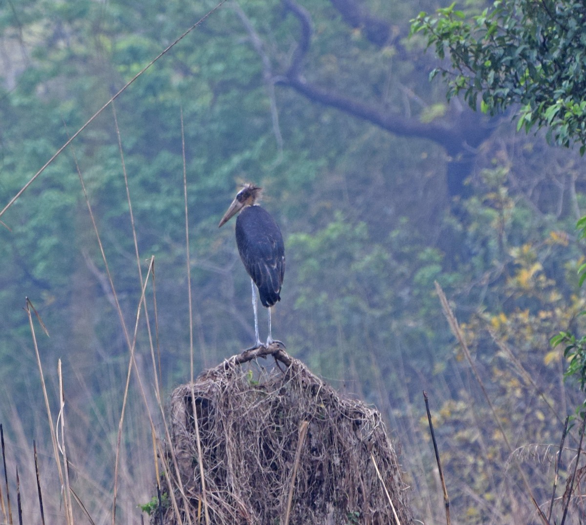 Lesser Adjutant - John Bruin