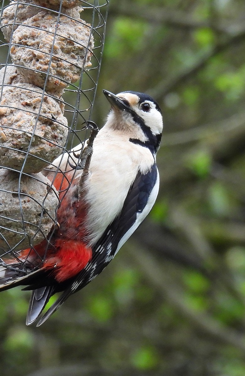 Great Spotted Woodpecker - Andrew Stainthorpe