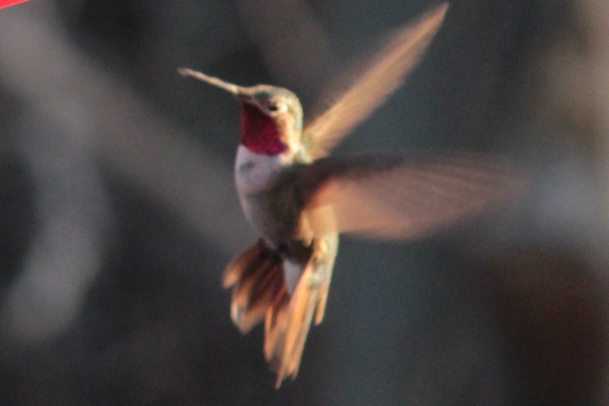 Broad-tailed Hummingbird - ML564131641