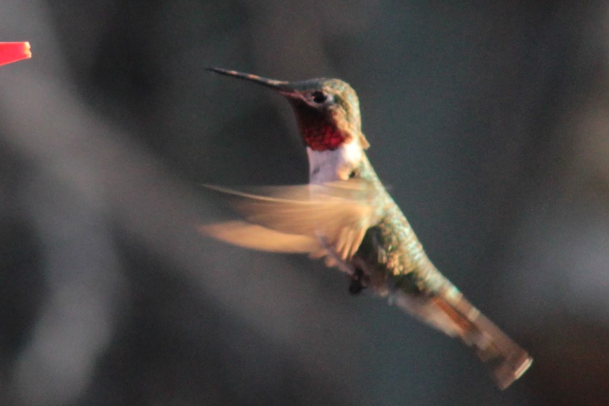 Broad-tailed Hummingbird - ML564131651