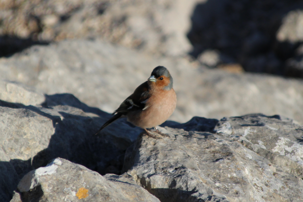 Common Chaffinch - ML564131701