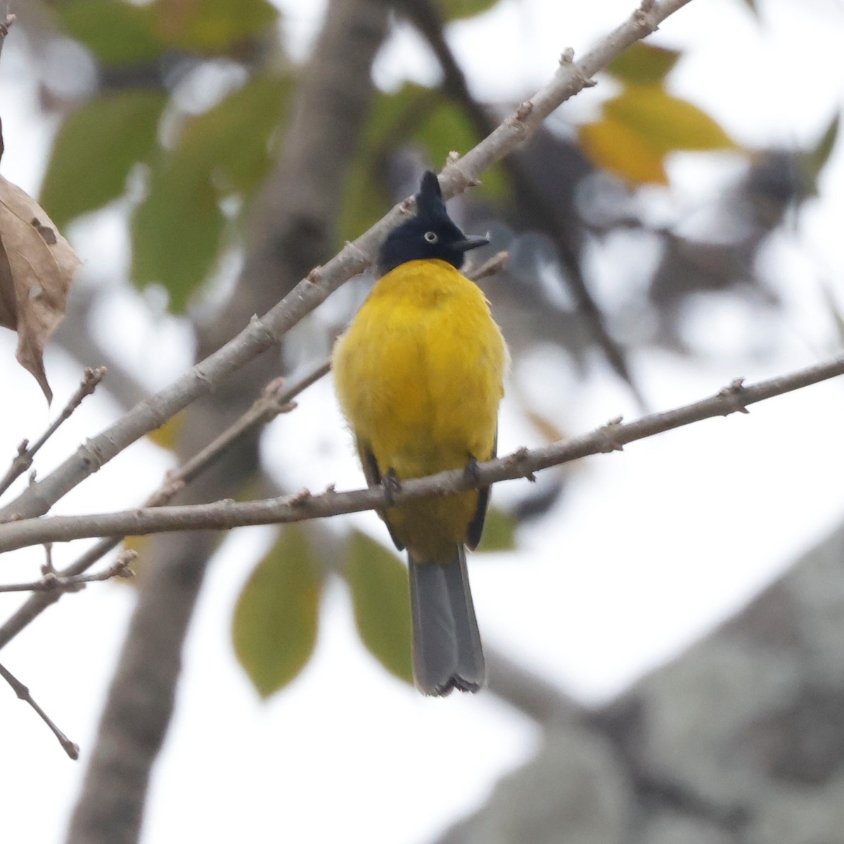 Black-crested Bulbul - John Mills