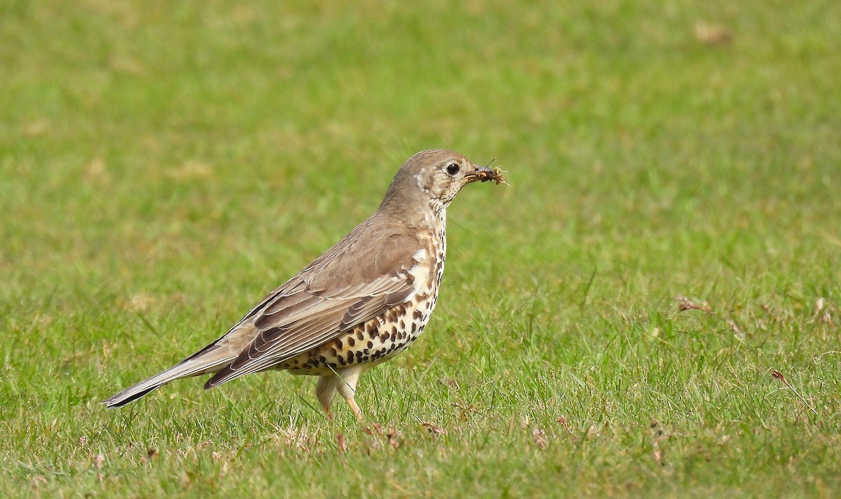 Mistle Thrush - ML564131951